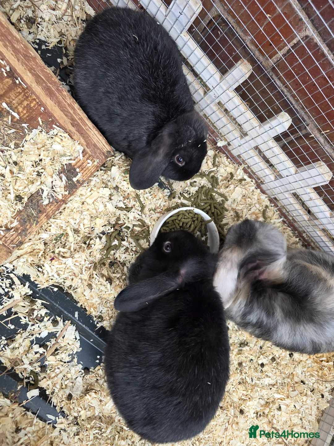 Mini Lop rabbits for sale: Mini loop  - Advert 2