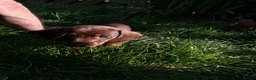 Dachshund dogs for sale: Beautiful Dachshund Puppies in Edinburgh - Advert 11