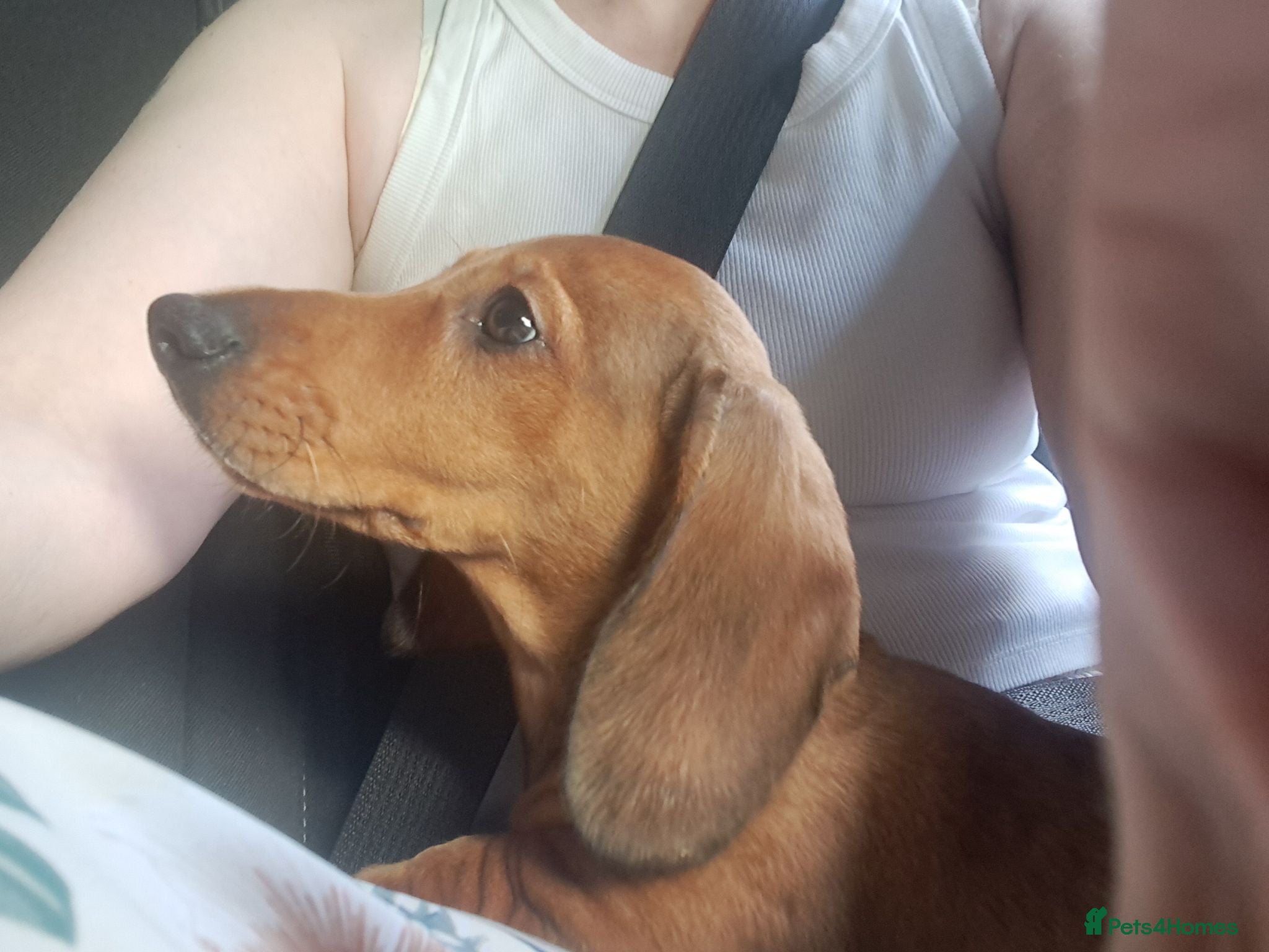 Dachshund dogs Looking for forever home  - Advert 5