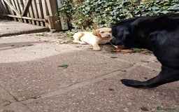 Labrador Retriever dogs for sale: KC Registered Labrador puppies  - Image 37