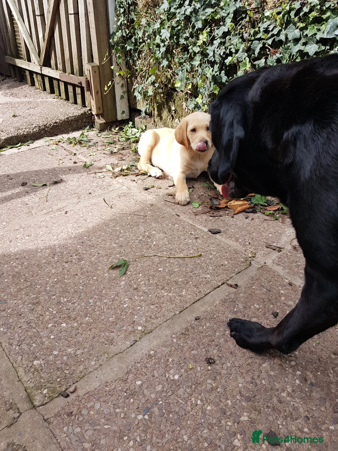 Labrador Retriever dogs for sale: KC Registered Labrador puppies  - Image 37