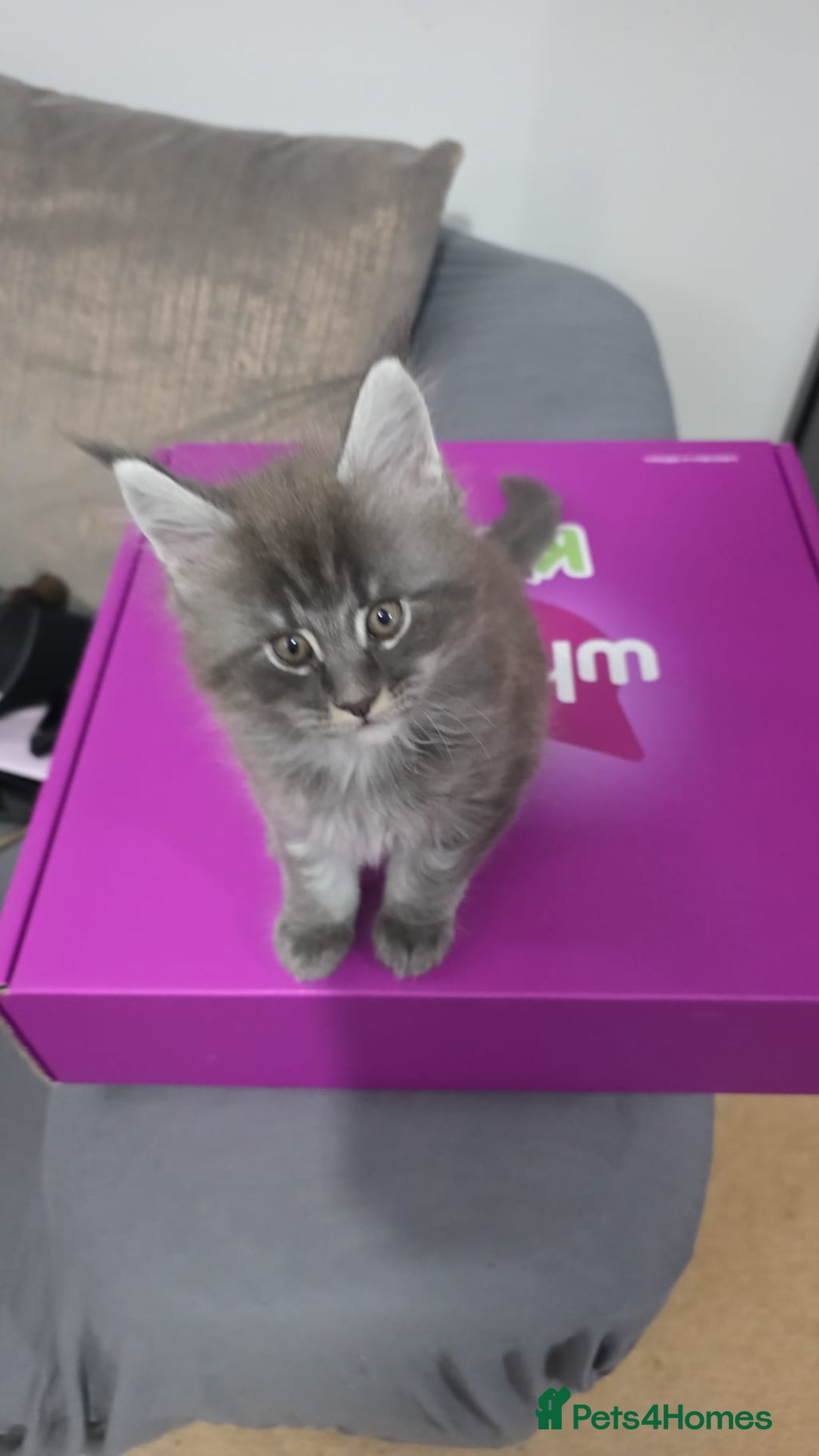 Maine Coon cats for sale: 🐾 Three Majestic Pedigree Maine Coon Kittens! 🏡 - Advert 20