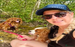 Cavalier King Charles Spaniel dogs for sale: Looking to Rehome my beloved girls. - Image 6