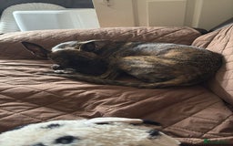 Mixed Breed dogs for sale: Poppy, Whippet x Lakeland terrier. Beautiful! - Image 6