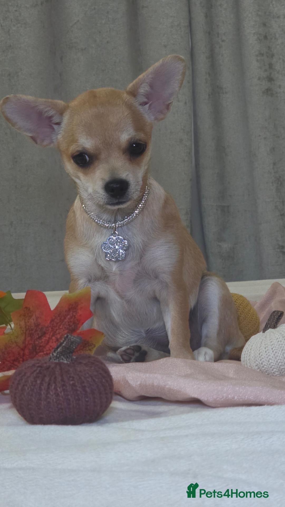 Chihuahua dogs 🐾Chihuahua Girl ready for forever loving homes - Advert 1