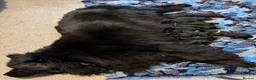 Newfoundland dogs for sale: KC Newfoundland puppies  - Advert 5