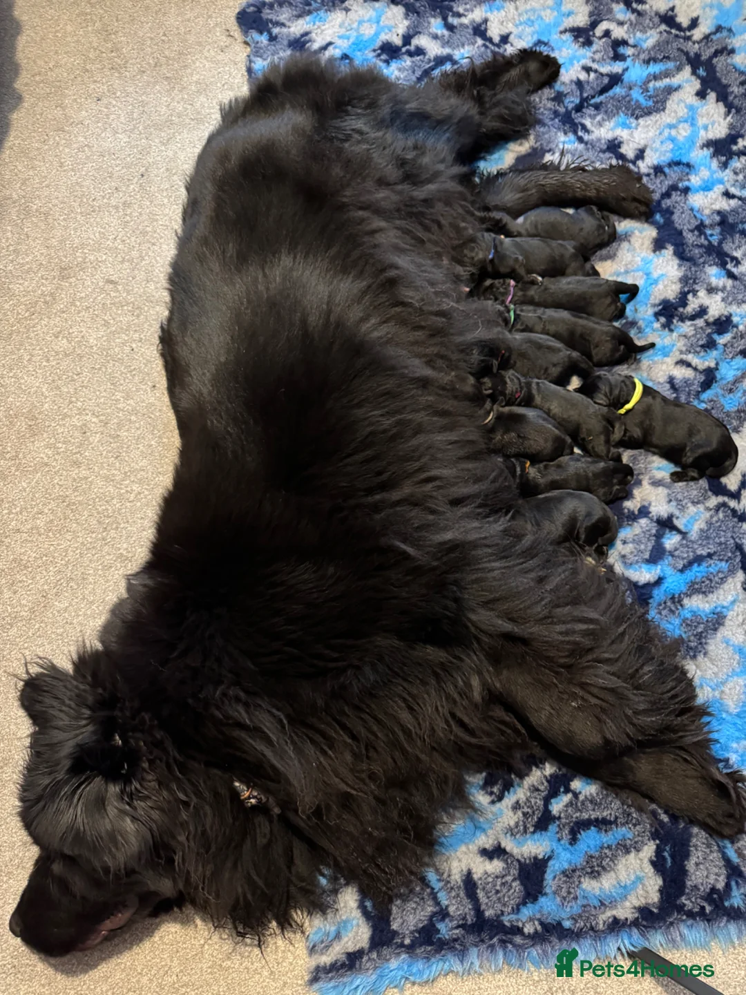 Newfoundland dogs for sale: KC Newfoundland puppies  - Advert 5