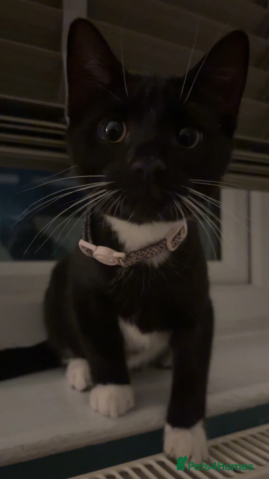 British Shorthair cats for sale: cute tuxedo kitten in Dagenham - Advert 2