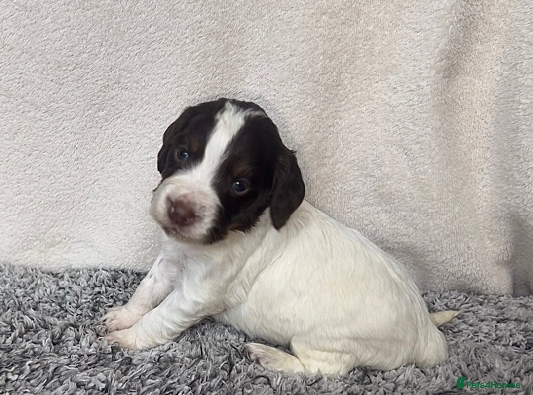 Cocker Spaniel dogs for sale: ✨Beautiful Cocker Spaniel Puppies✨ - Advert 24