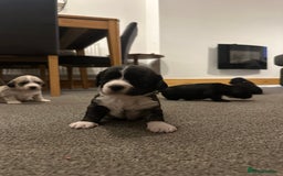 Mixed Breed dogs for sale: Beautiful puppies - Image 10