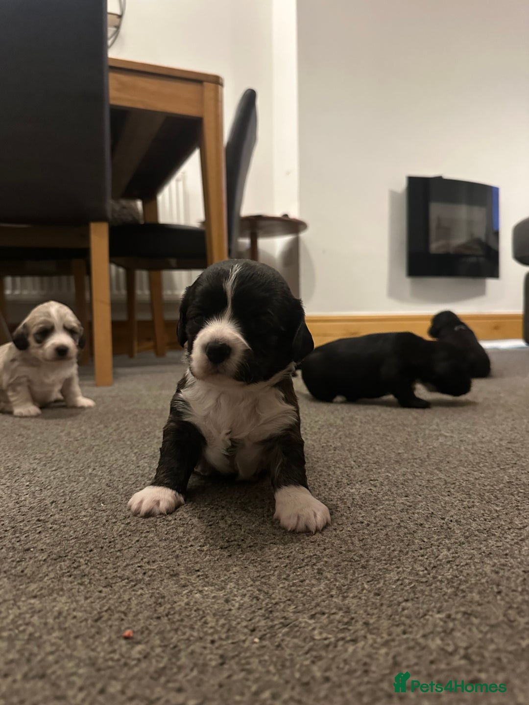 Mixed Breed dogs for sale: Beautiful puppies - Image 10