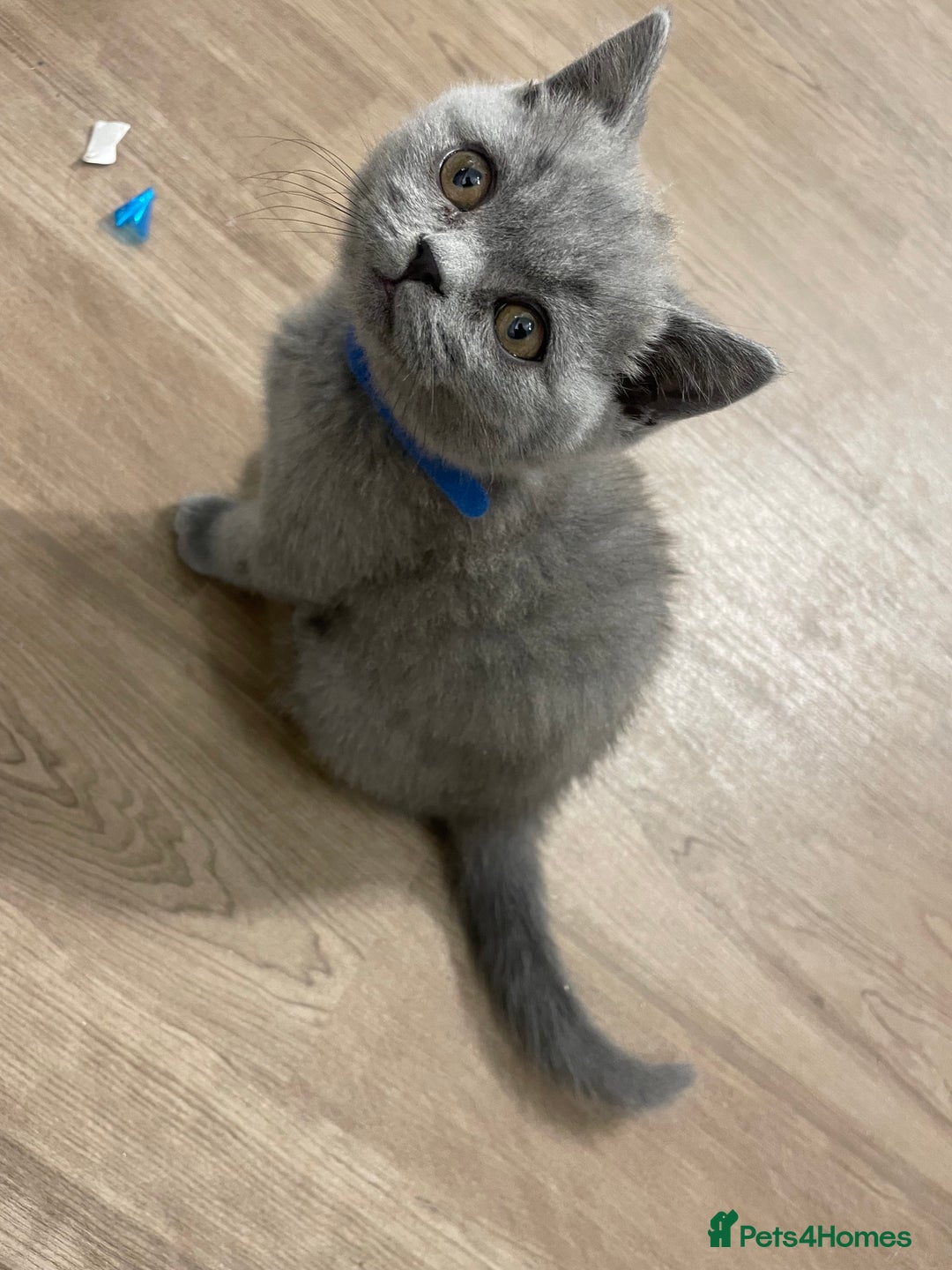 British Shorthair cats for sale:  British shorthair kittens Pedigree registered - Advert 11