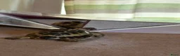 Tortoise reptiles for sale: Tortoise for sale - Advert 9