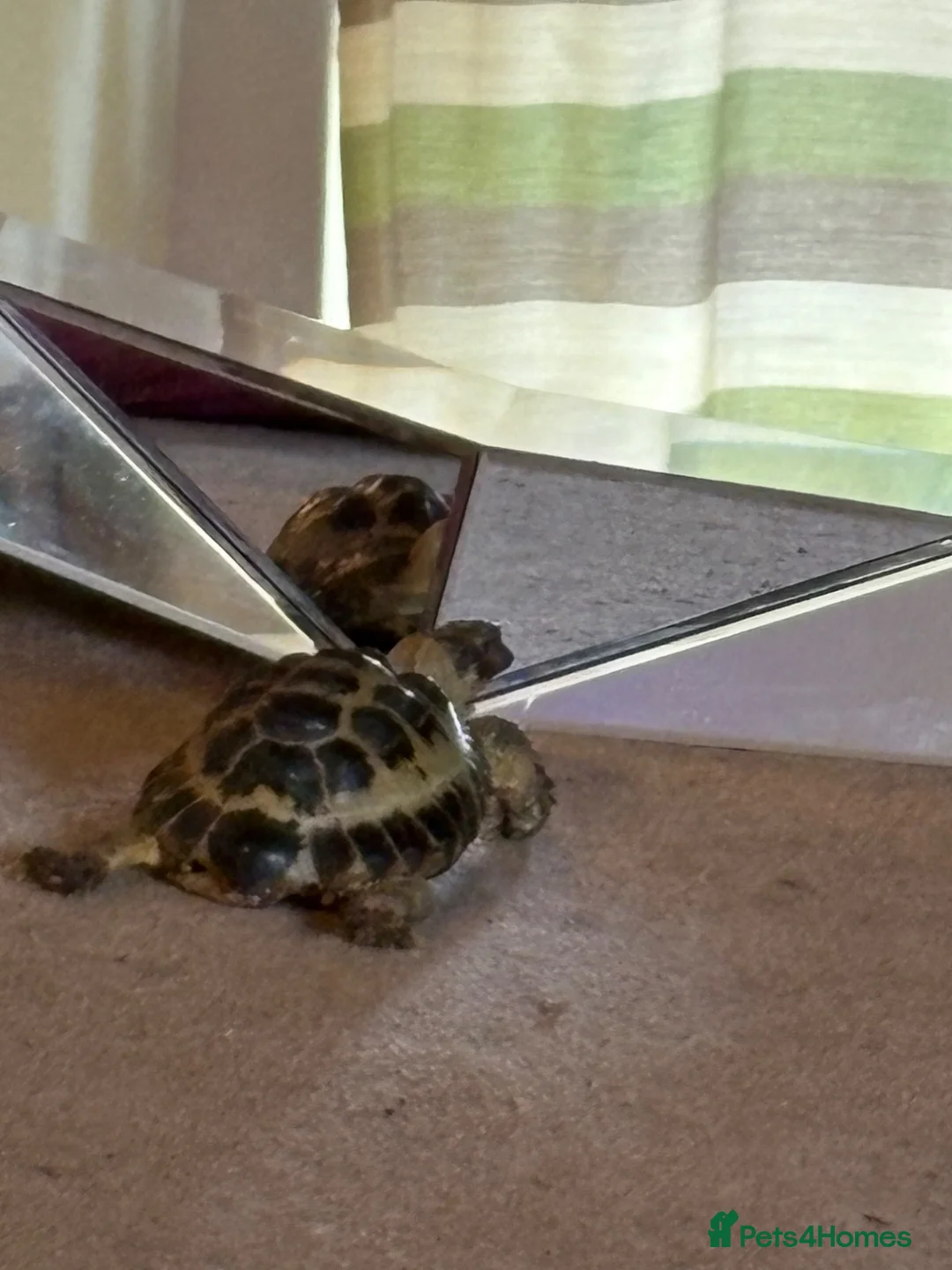 Tortoise reptiles for sale: Tortoise for sale - Advert 9