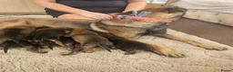 Belgian Shepherd Dog dogs for sale: Outstanding Belgium malinois puppies  - Advert 24