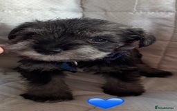 Miniature Schnauzer dogs for sale: Miniature Schnauzer Pups (White & Salt’n’Pepper) - Image 17