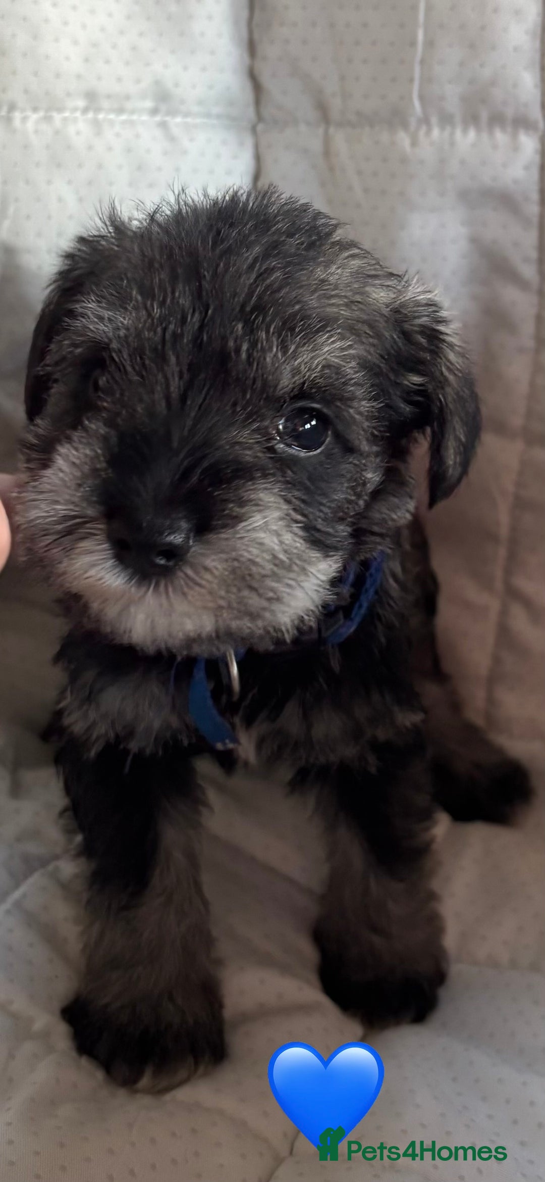 Miniature Schnauzer dogs for sale: Miniature Schnauzer Pups (White & Salt’n’Pepper) - Image 17