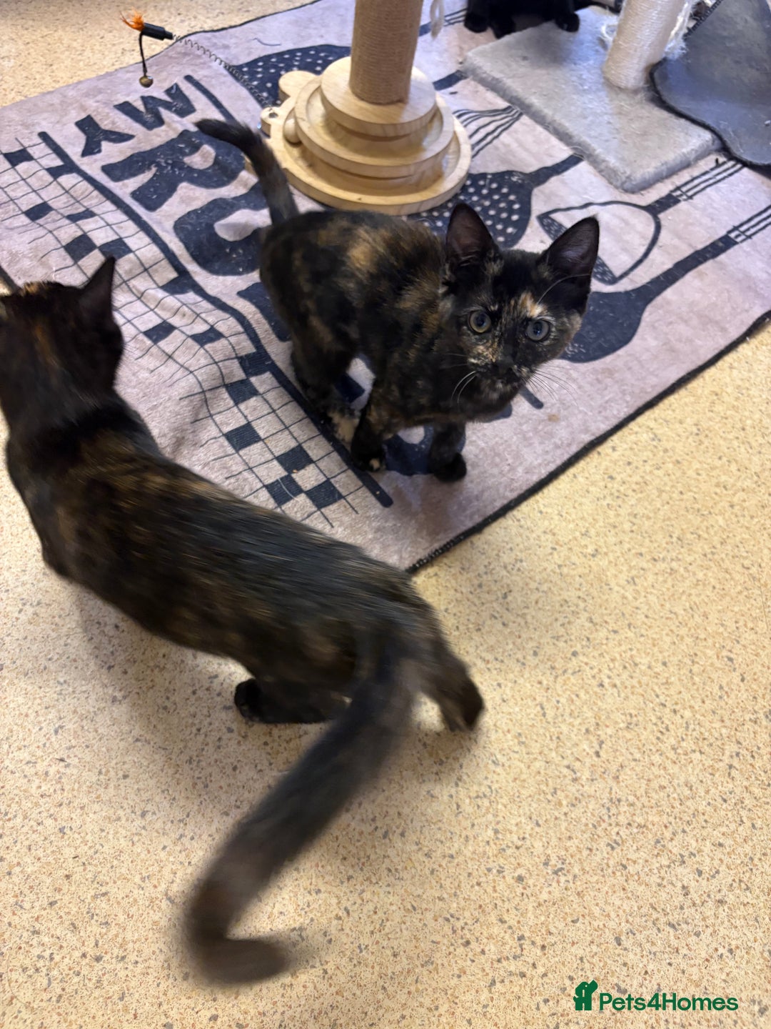 Mixed Breed cats for sale: Kittens for sale - Advert 7