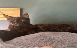 Maine Coon cats for sale:  Tica active registered Beauitful big kittens  in Wednesbury - Image 22