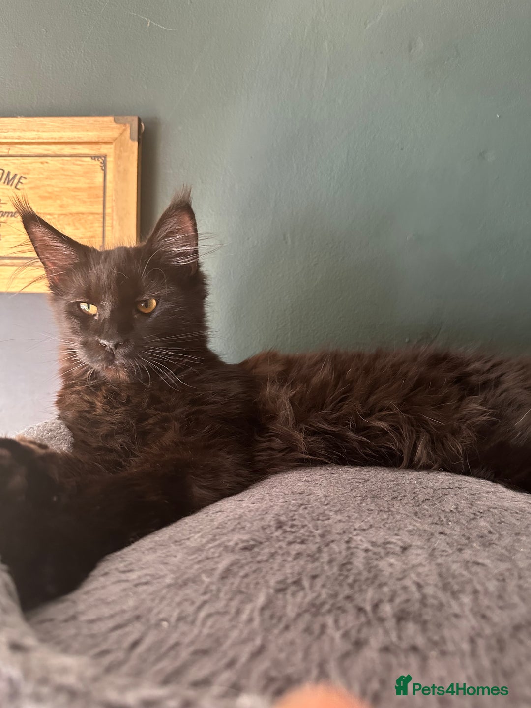 Maine Coon cats for sale:  Tica active registered Beauitful big kittens  in Wednesbury - Image 22