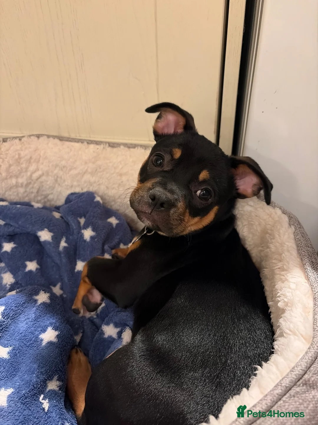 Mixed Breed dogs for sale: Rex the French Bulljack in Dunmow - Advert 8