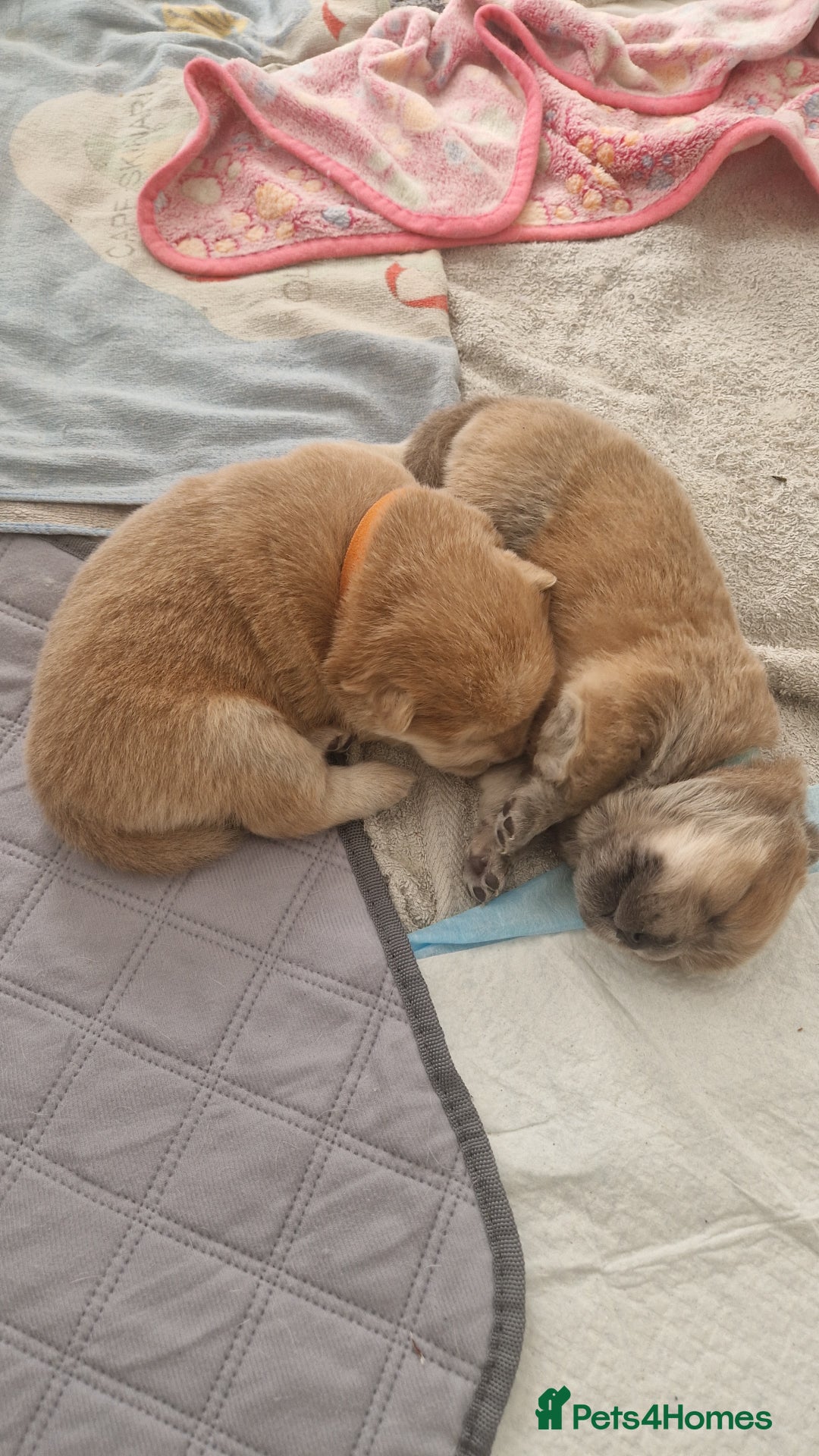 Chow Chow dogs for sale: Chow chow puppies - Image 6