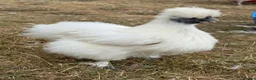 Chickens poultry for sale: Silkie hatching eggs - Advert 1