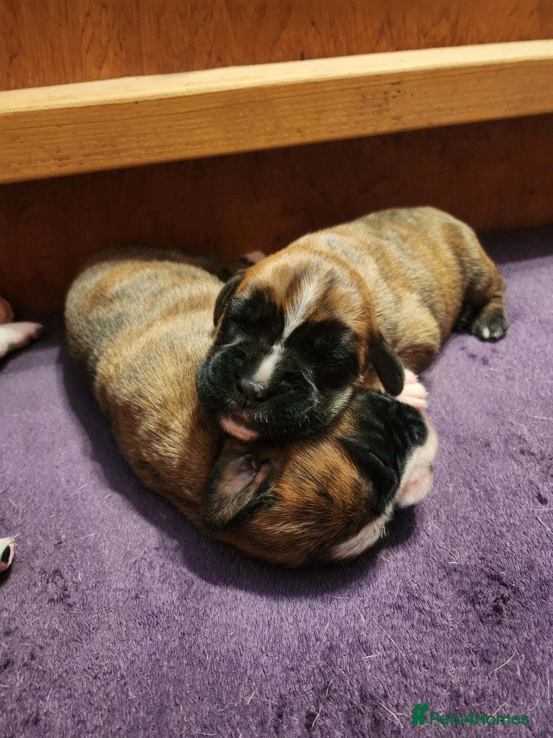 Boxer dogs for sale: 🌟KC REG BOBTAIL BOXER PUPS🌟 - Image 26