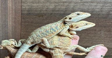 Bearded Dragon reptiles - Advert 11