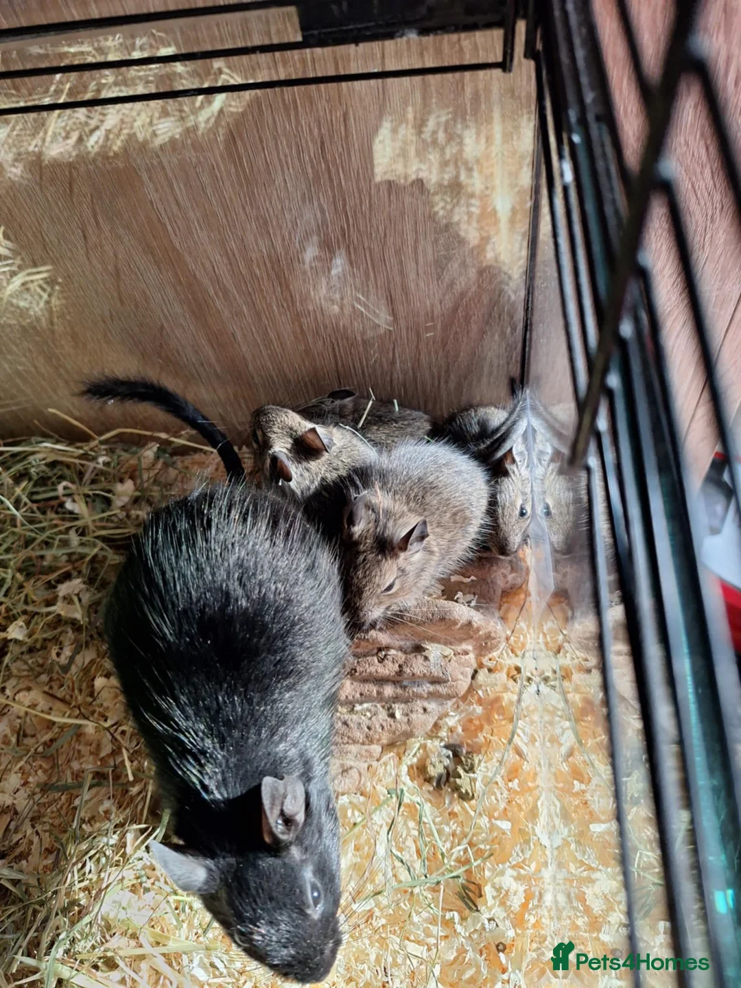 Degus rodents for sale: Beautiful Baby Degus for Sale - Handled & Healthy  - Advert 1