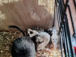 Degus rodents Beautiful Baby Degus for Sale - Handled & Healthy - Advert 1