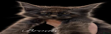 Maine Coon 6