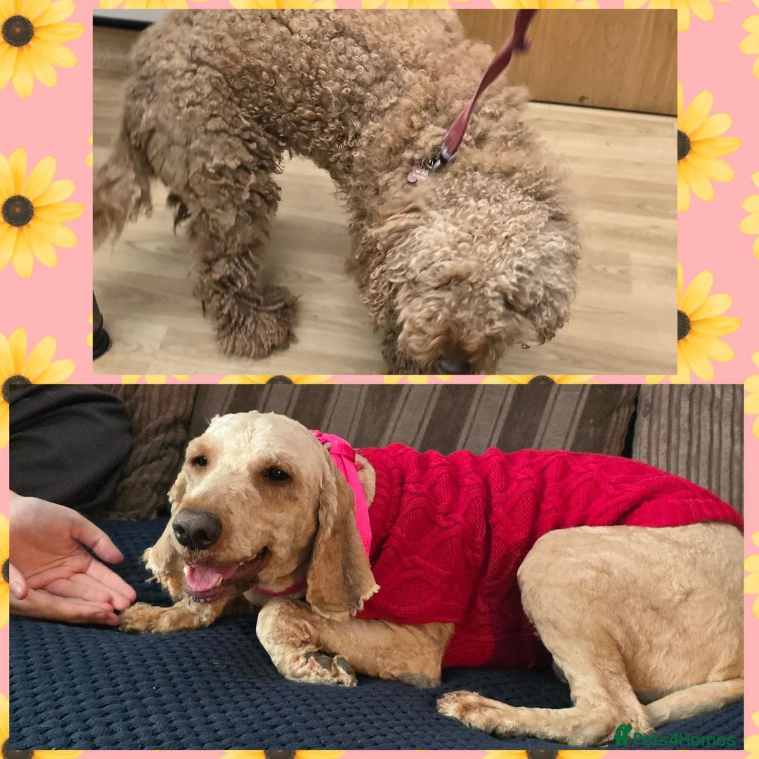 Cockapoo dogs for sale: Beautiful Red cockapoo- female in Shrewsbury - Advert 1