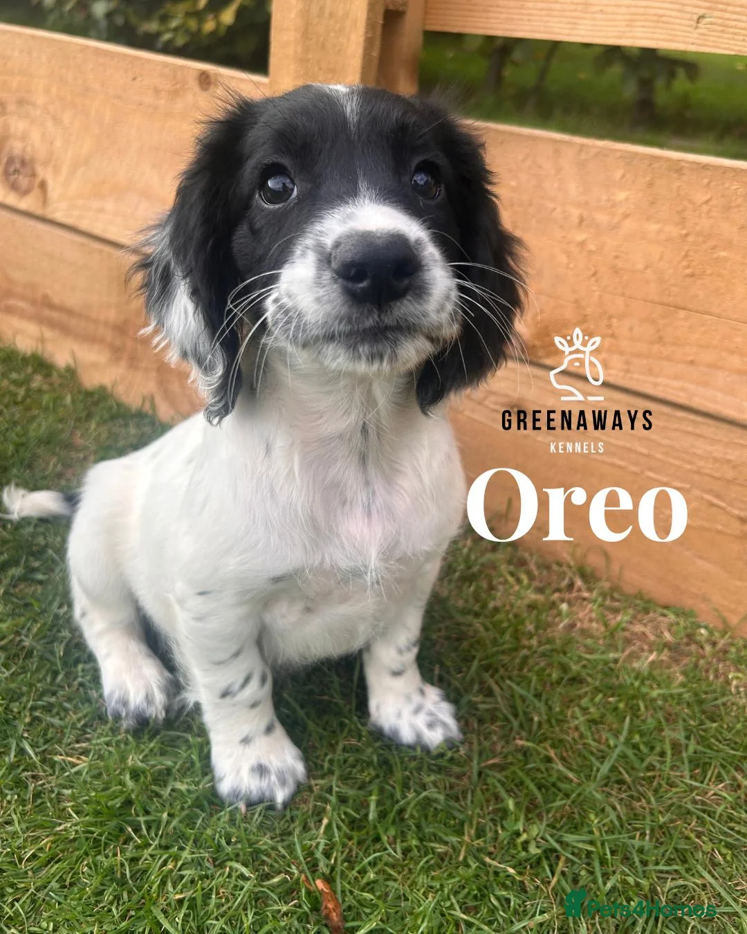 Sprocker dogs for sale: Ready NOW F1b Sprockers Health TESTED - 5* Breeder - Advert 1