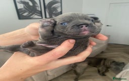 French Bulldog dogs for sale: Female French Bulldogs  - Image 6