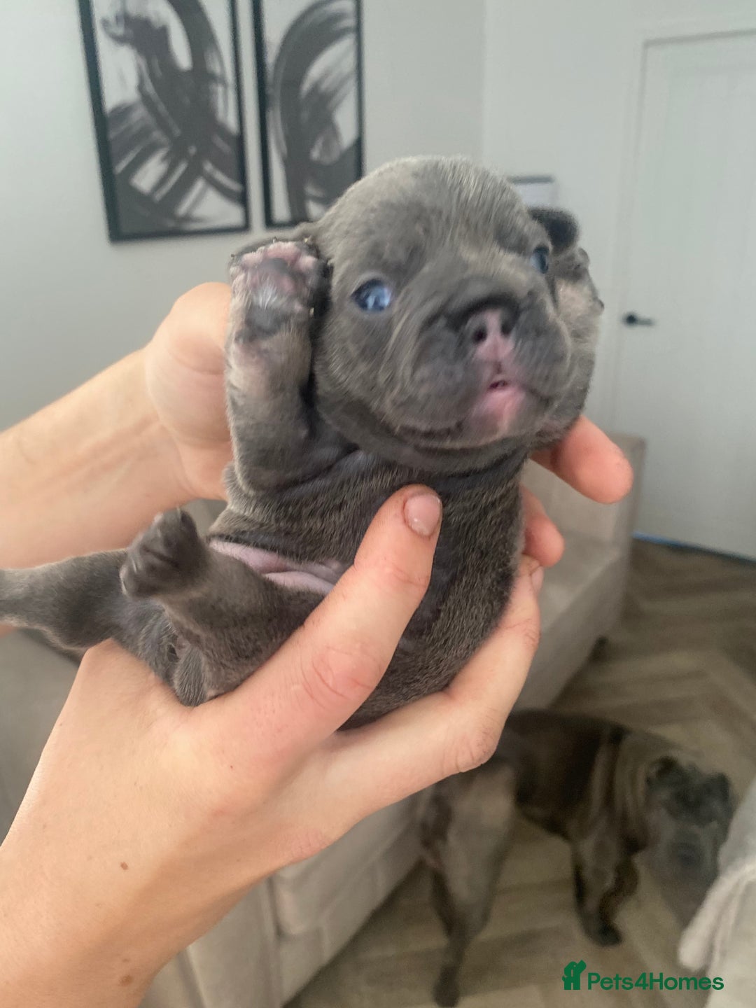 French Bulldog dogs for sale: Female French Bulldogs  - Image 6