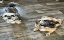 Mixed Breed dogs for sale: Shih tzu x Bichion  - Image 27