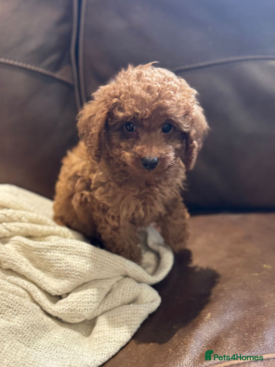 Mixed Breed dogs for sale: Toy poodle for sale! - Image 5