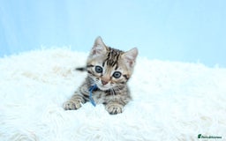 Bengal cats for sale: 🔥Stunning Bengal kittens Available🔥 - Image 10