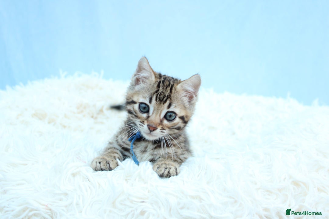 Bengal cats for sale: 🔥Stunning Bengal kittens Available🔥 - Image 10