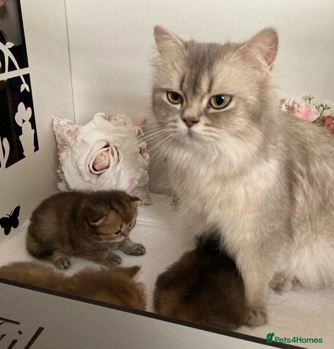 British Longhair cats for sale: Beautiful female Bluffin kitten available  - Advert 7