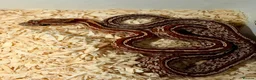 Corn Snake reptiles for sale: Baby cornsnakes  - Advert 3