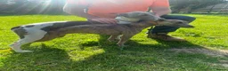 Whippet dogs for sale: Exceptional litter of KC whippets  in Shrewsbury - Advert 4