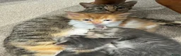 Mixed Breed cats for sale: Gorgeous ginger male kitten in Kilmarnock - Advert 5
