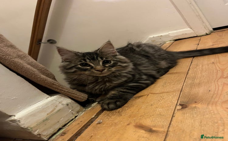 Ragcoon cats in Shepton Mallet - Advert 3