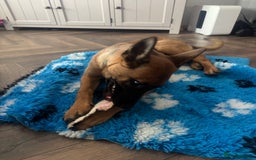 Belgian Shepherd Dog dogs for sale: KC Reg Female Belgium Shepherd Malinois 10 months - Image 3