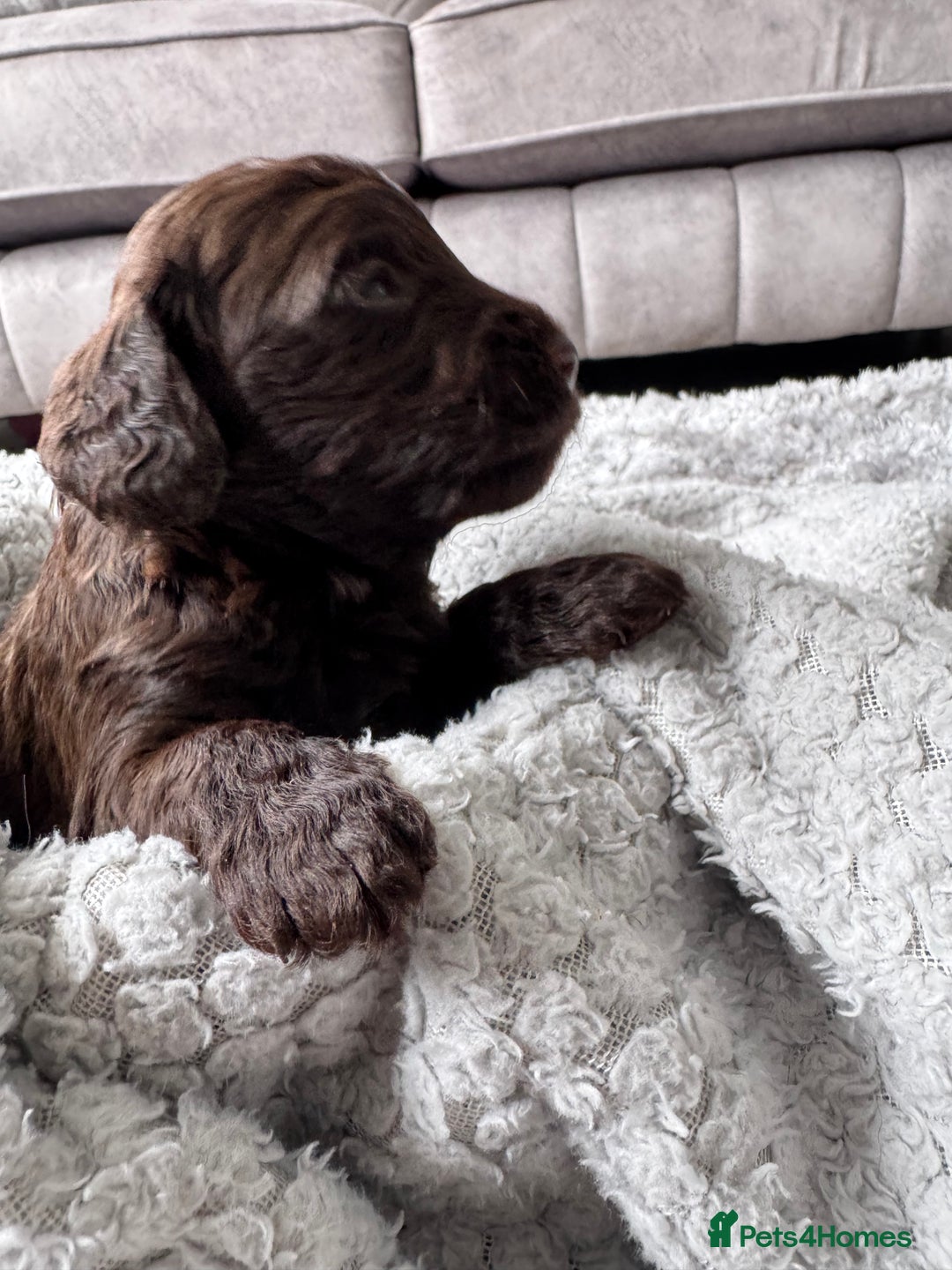 Cockapoo dogs for sale: Cockerpoos  - Image 1