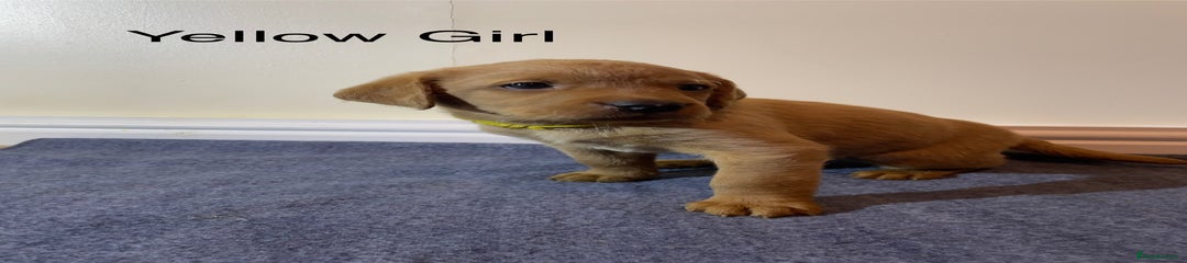 Labrador Retriever Puppy 7