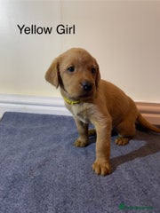 Labrador Retriever Puppy 7