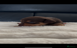 Jack Russell dogs for sale: READY NOW - beautiful tiny choc babies! 1 girly  - Image 22